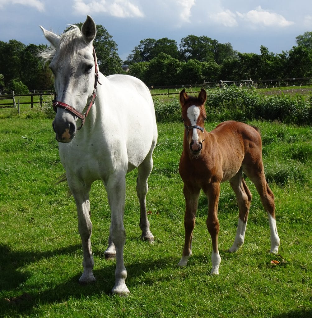 Top Folia is overleden