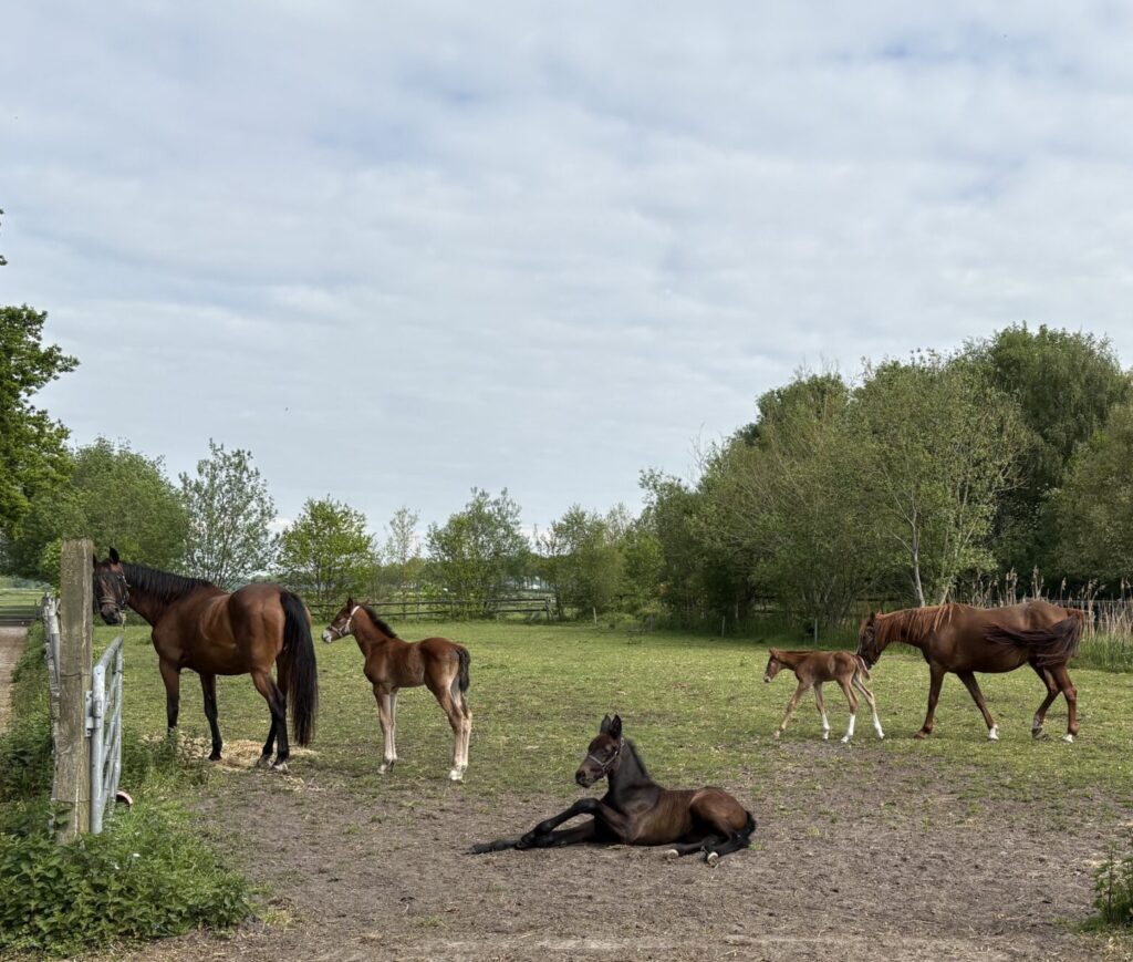 Al zes veulens geboren: 3 merries en 3 hengsten
